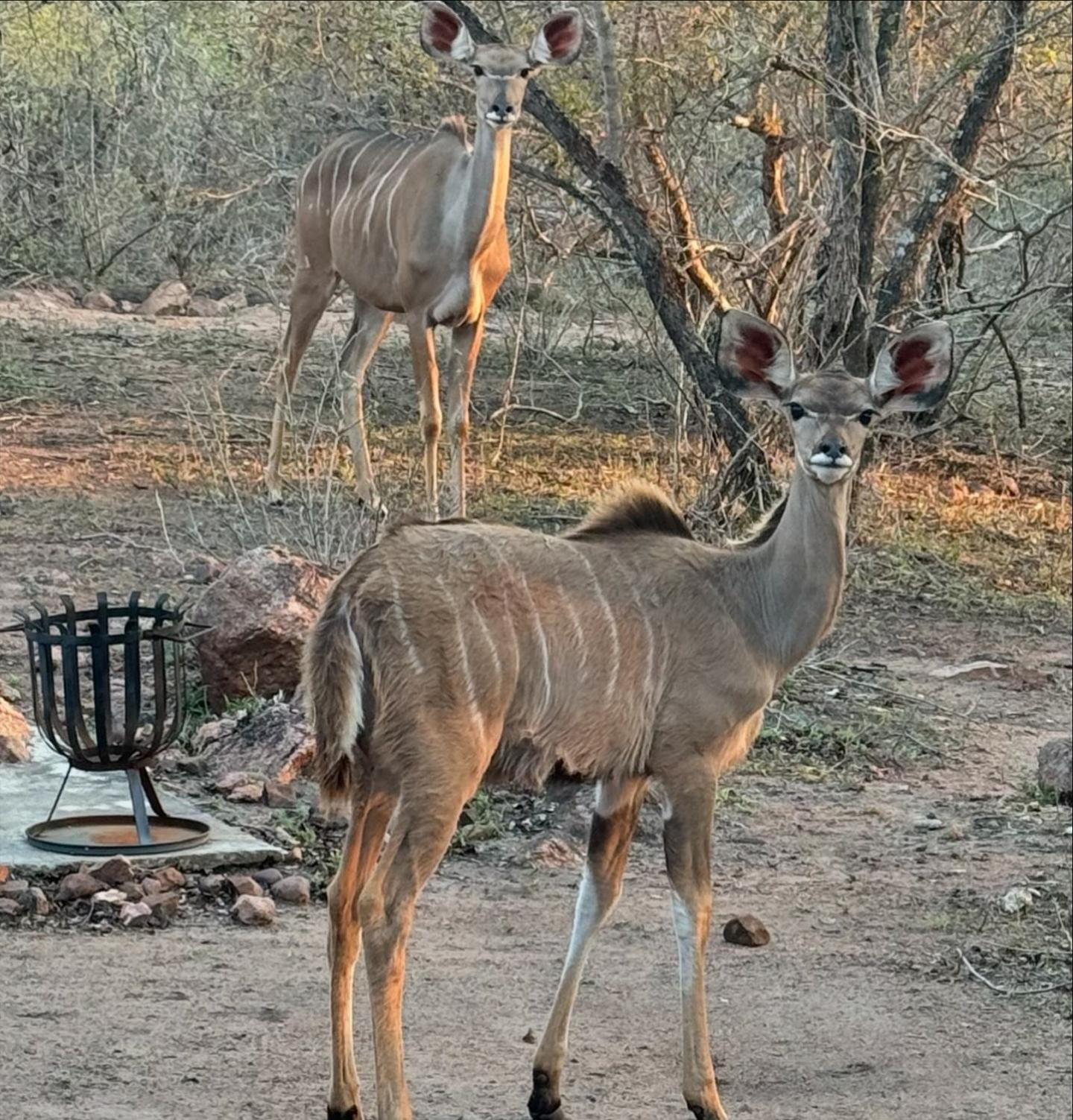 Bosveld Villa Marloth Park Εξωτερικό φωτογραφία
