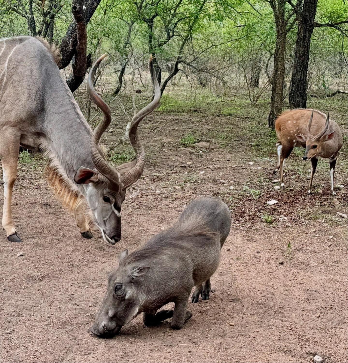 Bosveld Villa Marloth Park Εξωτερικό φωτογραφία