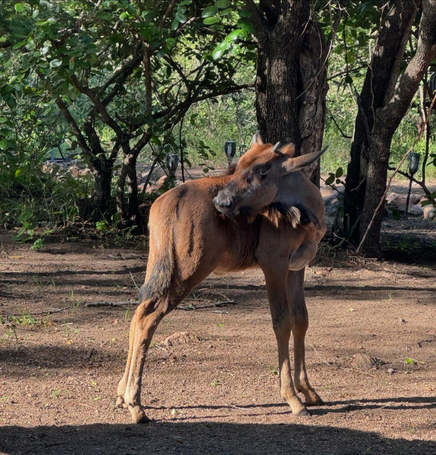Bosveld Villa Marloth Park Εξωτερικό φωτογραφία